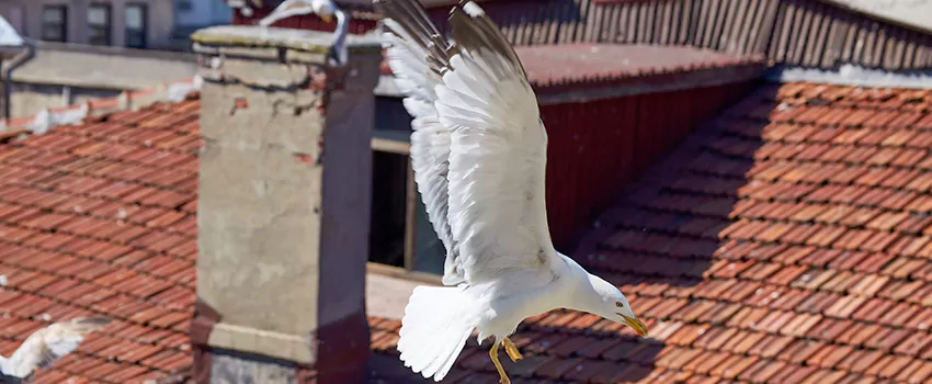 Residential Chimney Animal Removal Solution in Granite City, IL